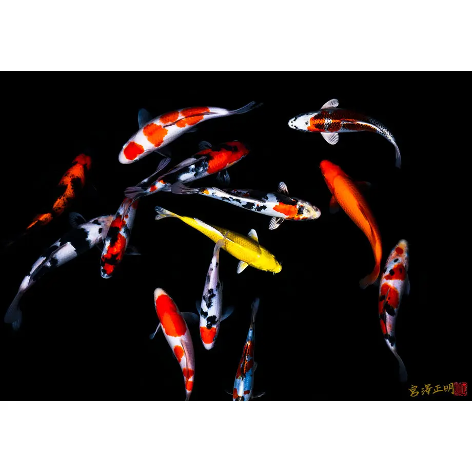 61442ba6c120963e1408996d