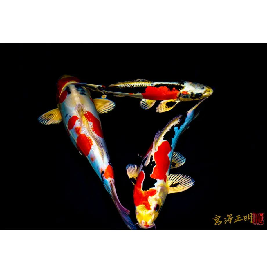 6141a58dedf49f07e5770410