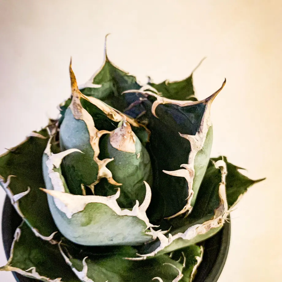 未発根アガベ チタノタ 白鯨㉝ Agave titanota Hakugei | Blooms