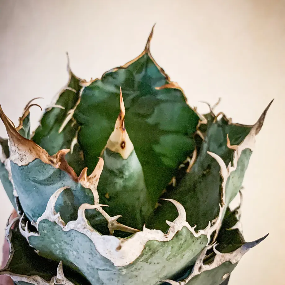 アガベ チタノタ白鯨17 Agave titanota hakugei | Bloomsbu