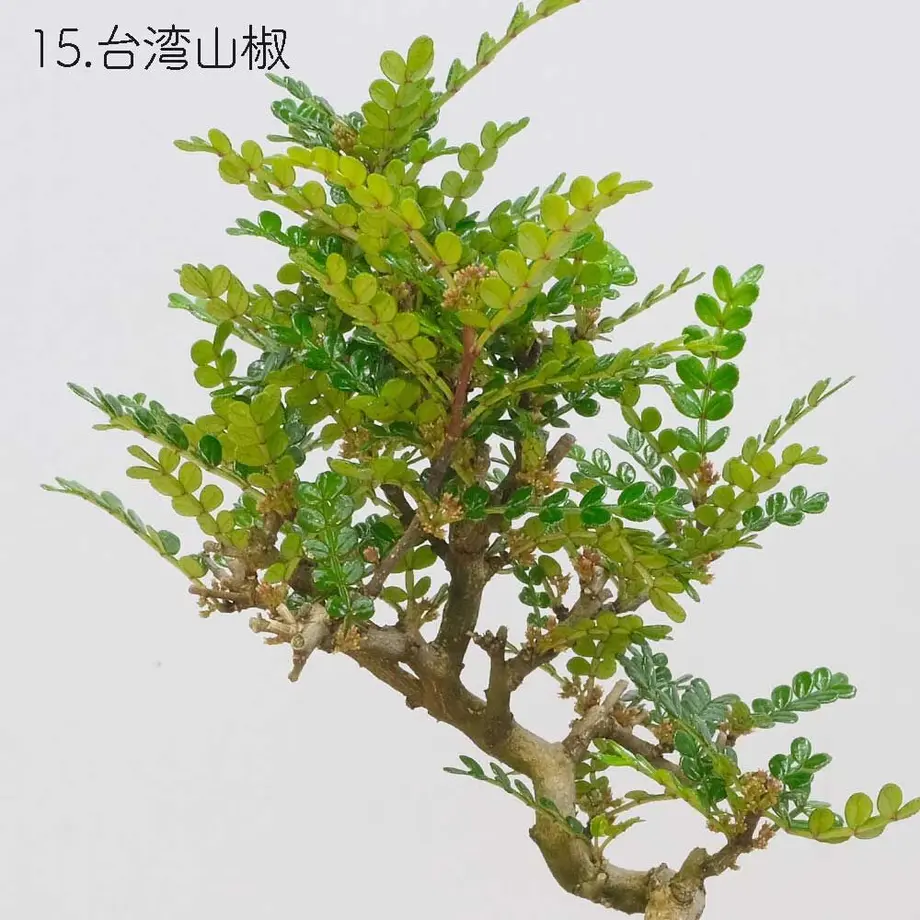 613aecba784e3f198c7409db