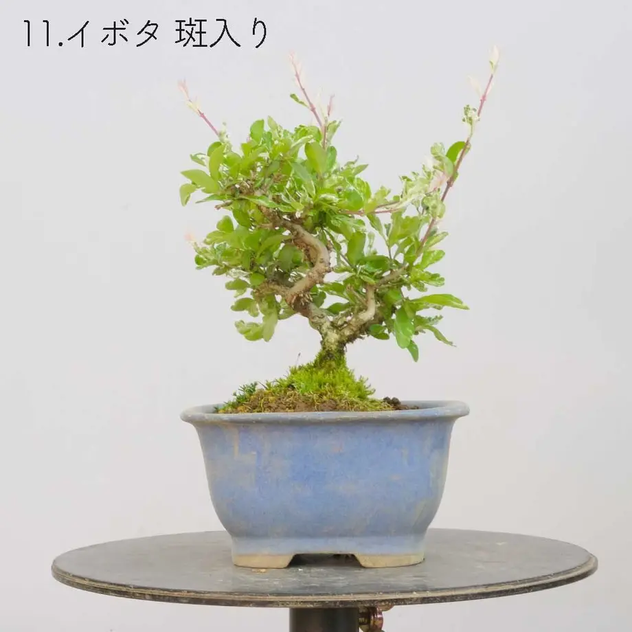 613aecba784e3f198c7409db