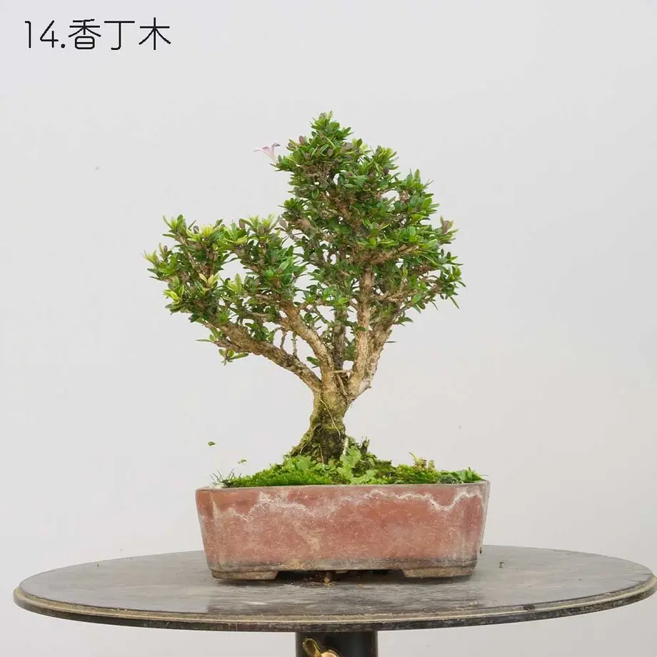 613aecba784e3f198c7409db