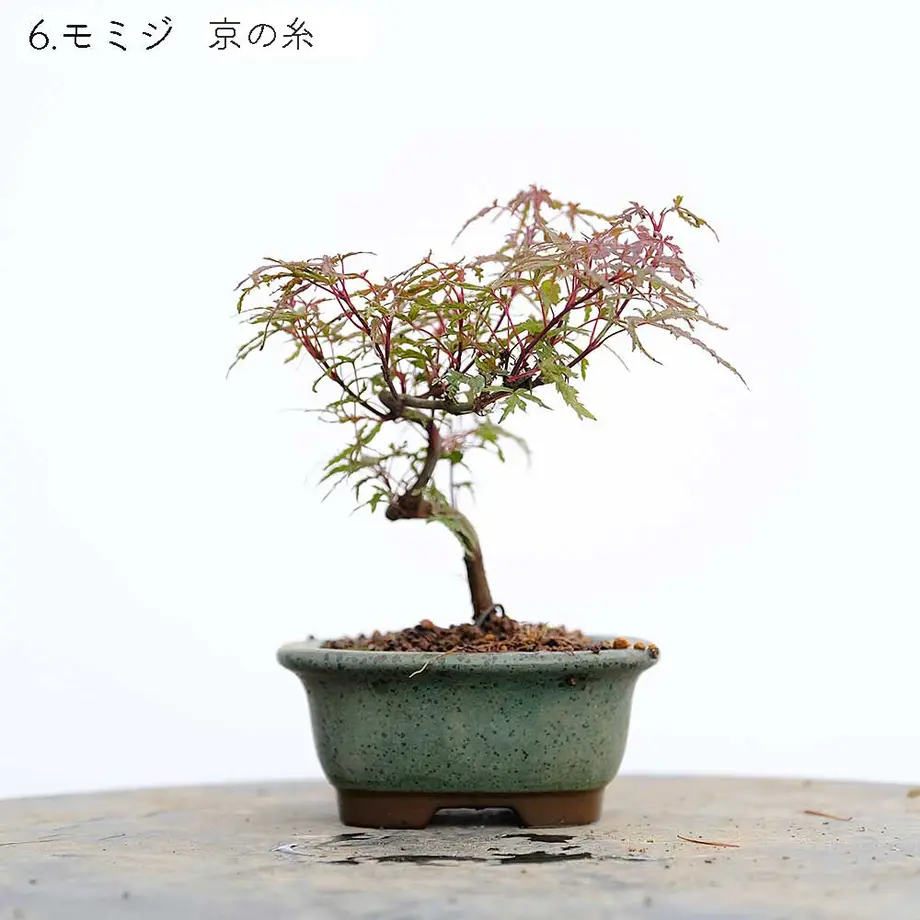 613aecba784e3f198c7409db