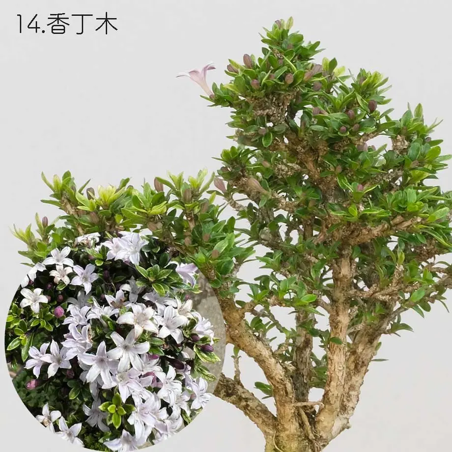 613aecba784e3f198c7409db