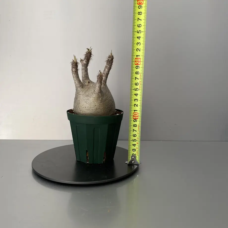60483885c19c4538c69f7110