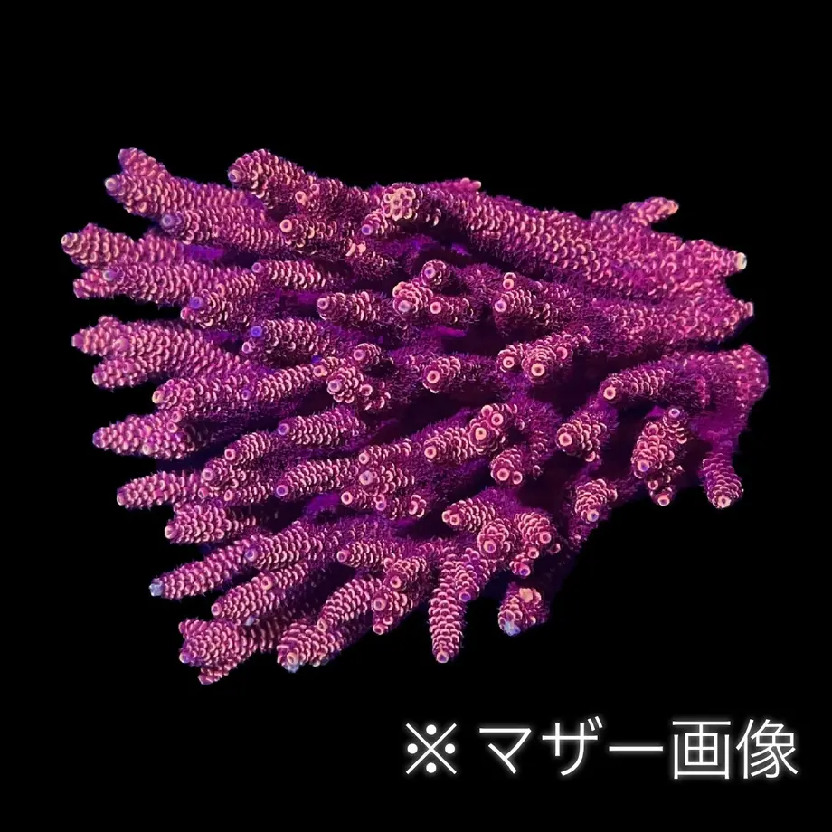 62b1901241e8c029e5ddc766