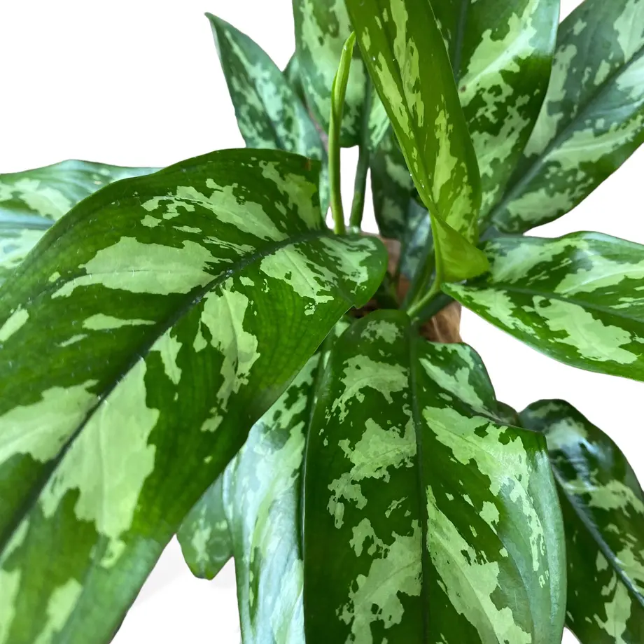 635b94f3bd5e4d27ec55bf54