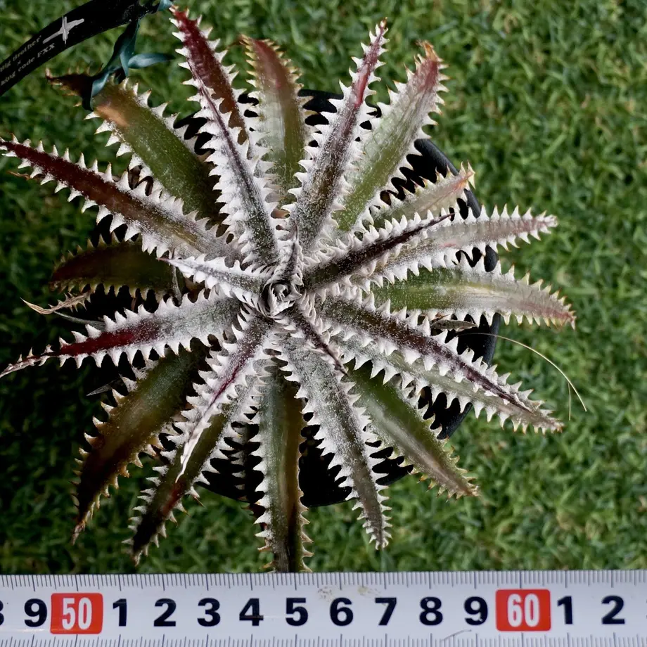 ディッキア ビルベイカー Dyckia tracking code FXX ⑵ ディッキア ビルベイカー Dyckia tracking code FXX ⑵