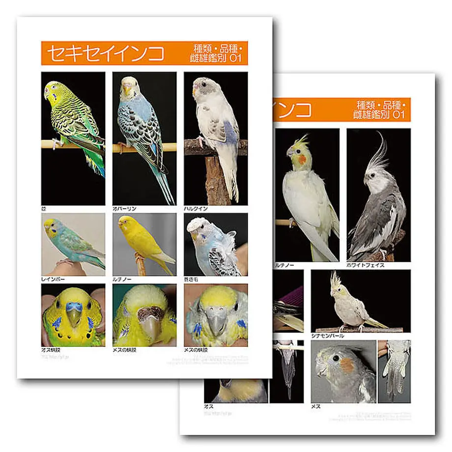 インフォームドコンセントシート：セキセイインコ：種類、品種、雌雄鑑別01、オカメインコ：種類・ 