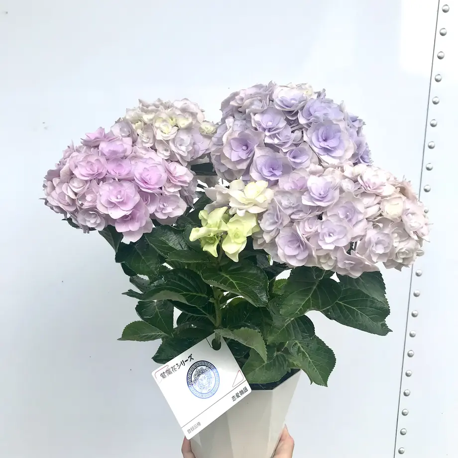 62b2b14641e8c07c4881348d
