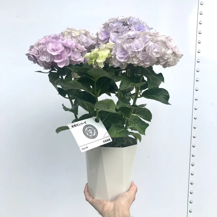 62b2b14641e8c07c4881348d