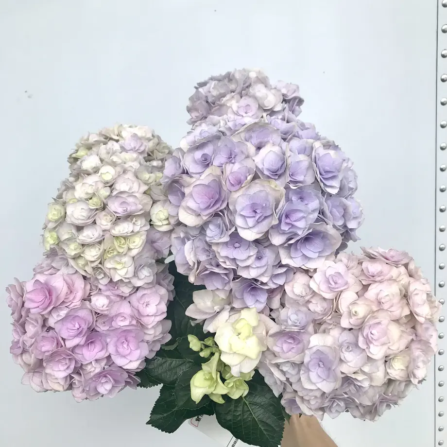62b2b14641e8c07c4881348d