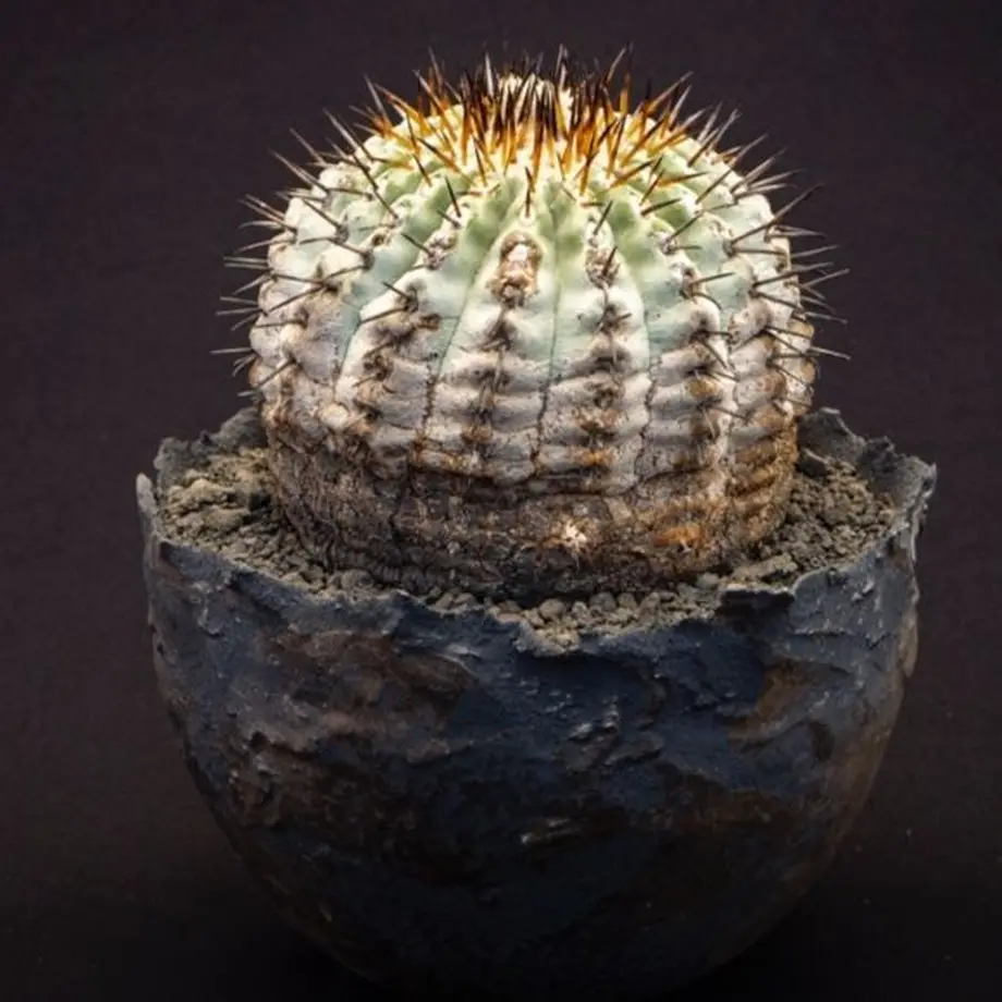 コピアポア シネレア黒王丸 Copiapoa cinerea | Bloomsbury PLANTS