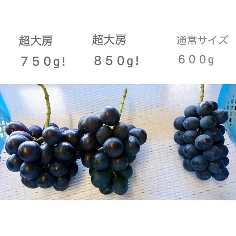 613cb31023055709018cbb1a