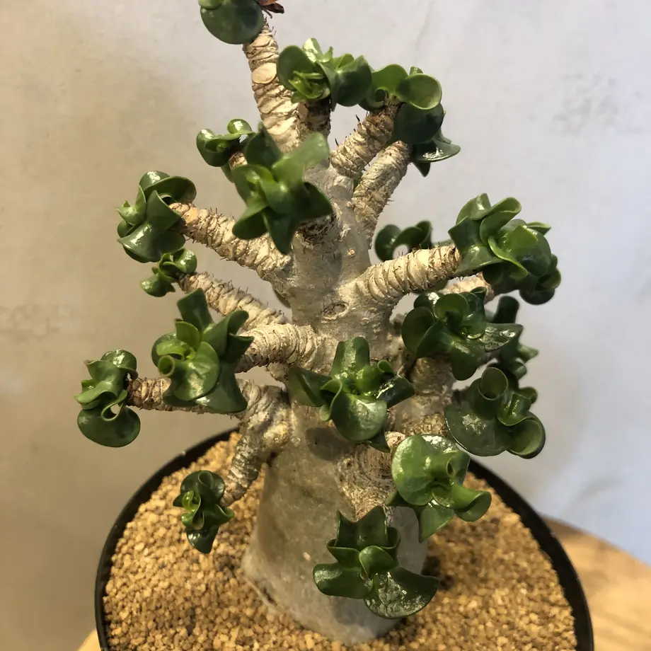 獅子葉/極太/アデニウム】Dorset Horn Adenium 鉢植え③