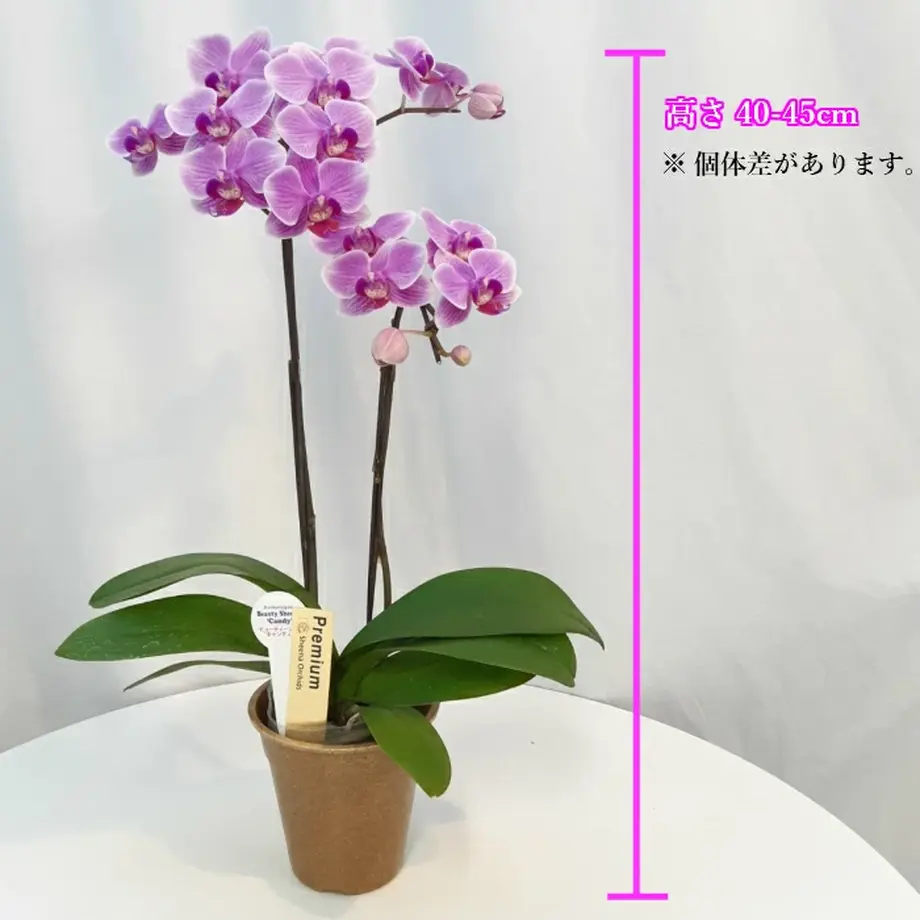 603c6d4caaf04322ffbe683a