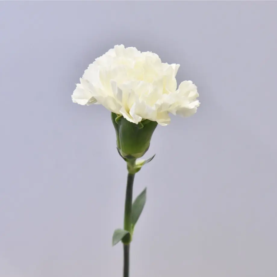 637abcb3c92c5d1efaf7b8eb
