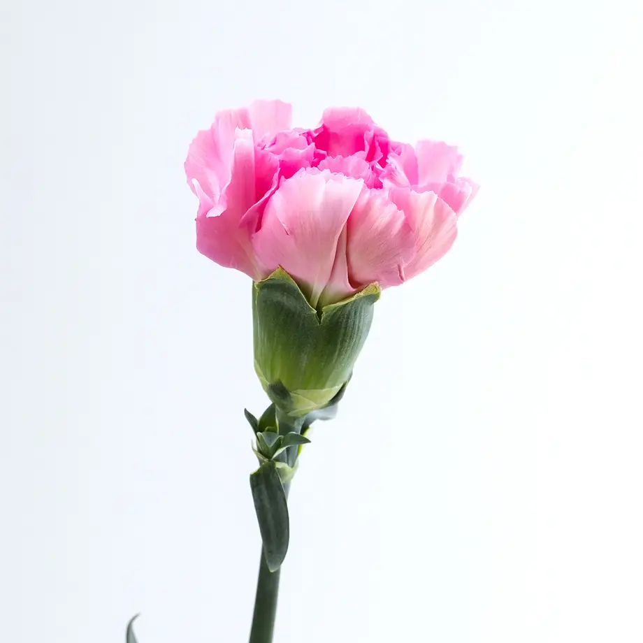 6208c79de859267eb971b3bf