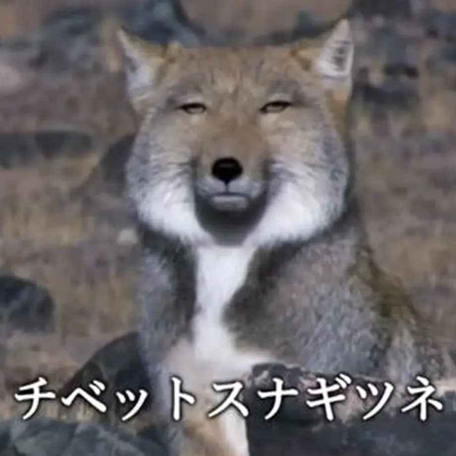 5fc87745df51595dbbefef40
