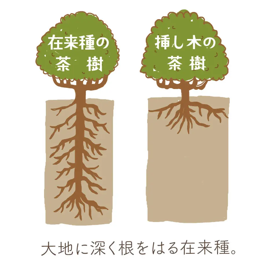 621c389b72c5de6a7248d0a7