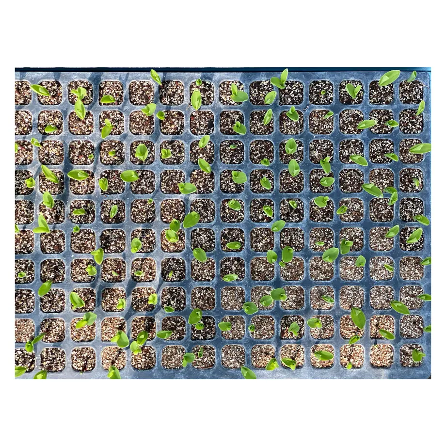 5f04330613a48b455d75938e
