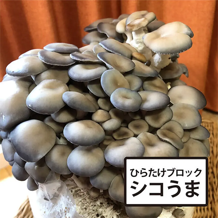 6134b640e1fb4c2313476d7a