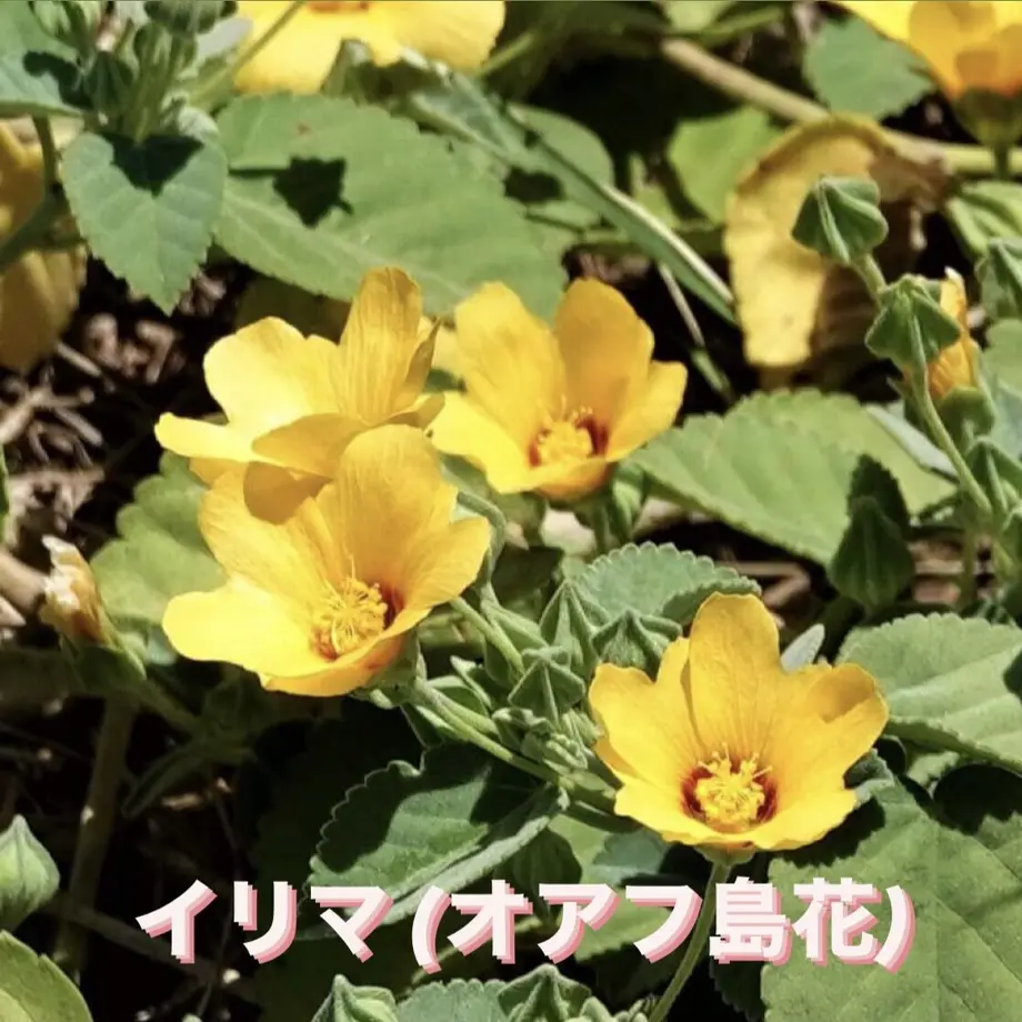 5fba3fdfb00aa3138fbd46de
