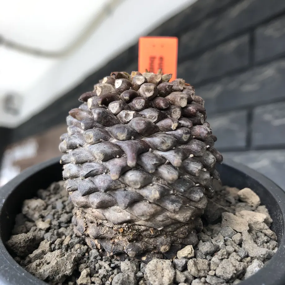 62070ec31dca3254b79fa090
