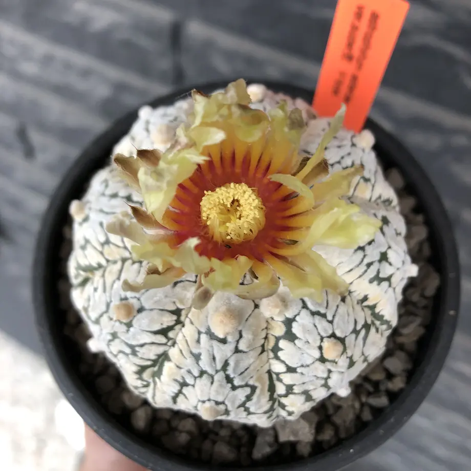 3 Piante Grasse Cactus Astrophytum Asterias Var. Super, Dimensioni 4-5 Cm, Bellissime Piante Succulente