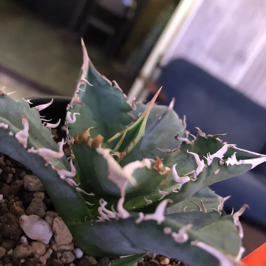 Agave titanota variegata Snaggletooth succulent plant in the black pot