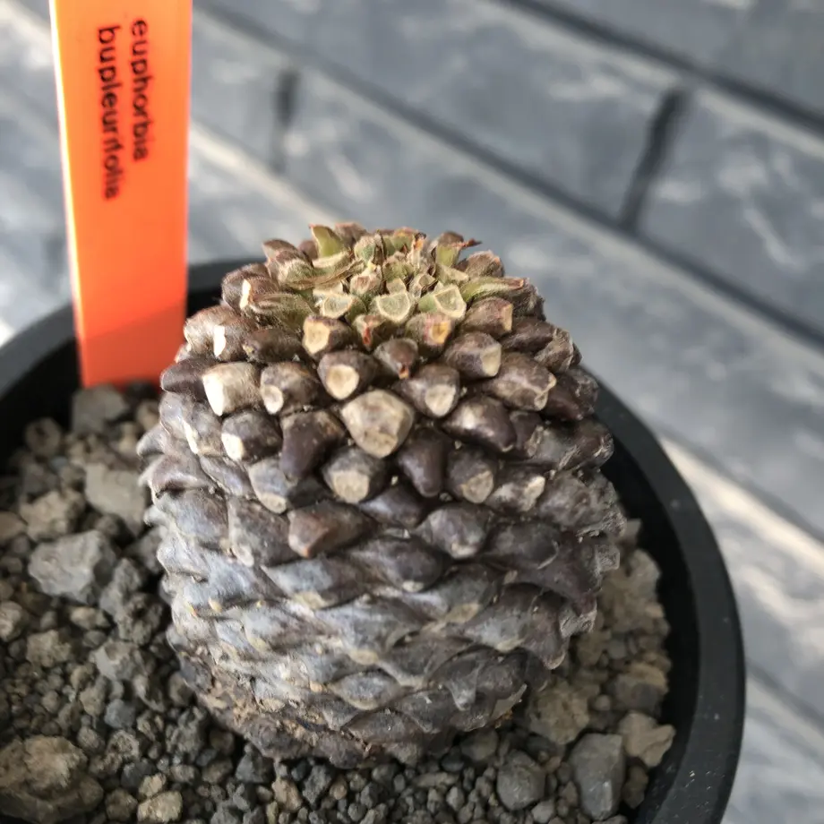 62070ec31dca3254b79fa090