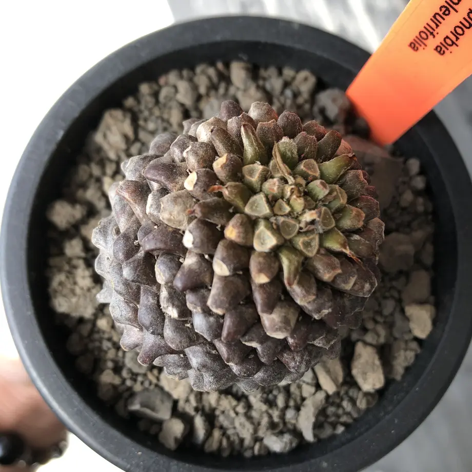 62070ec31dca3254b79fa090