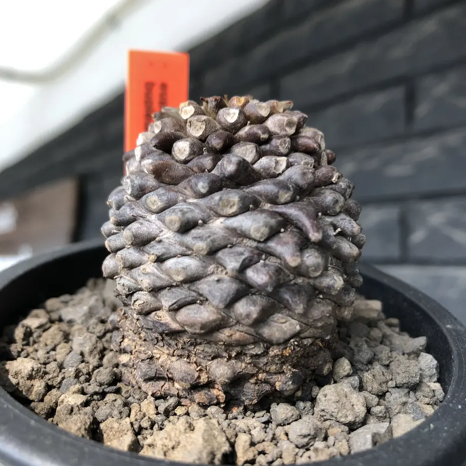 62070ec31dca3254b79fa090