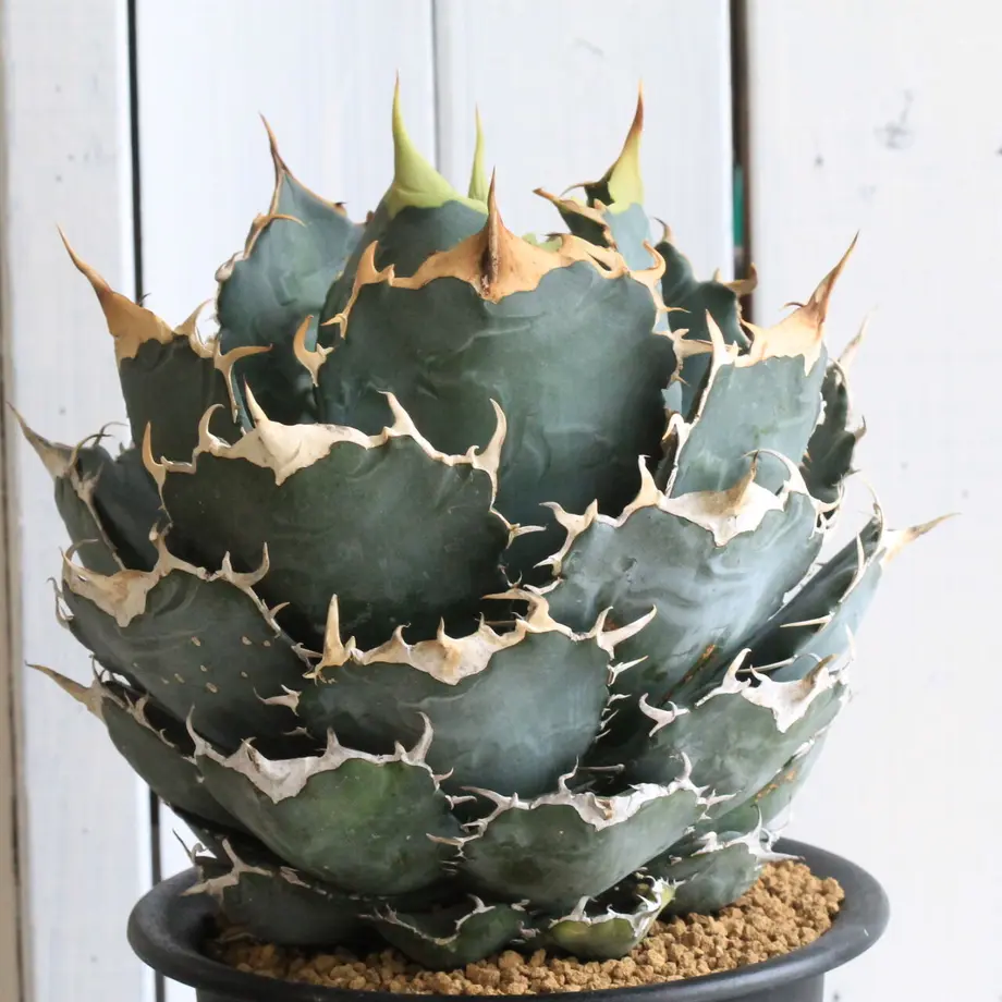 agave titanota sharksoui アガベチタノタ 極美株②