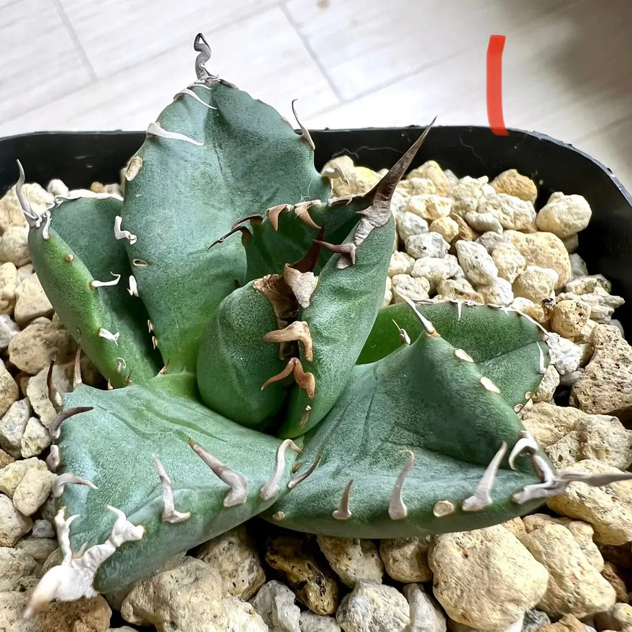 手作植木鉢 XL サイズ 検（ 塊根植物 グラキリス パキプス アガベ)