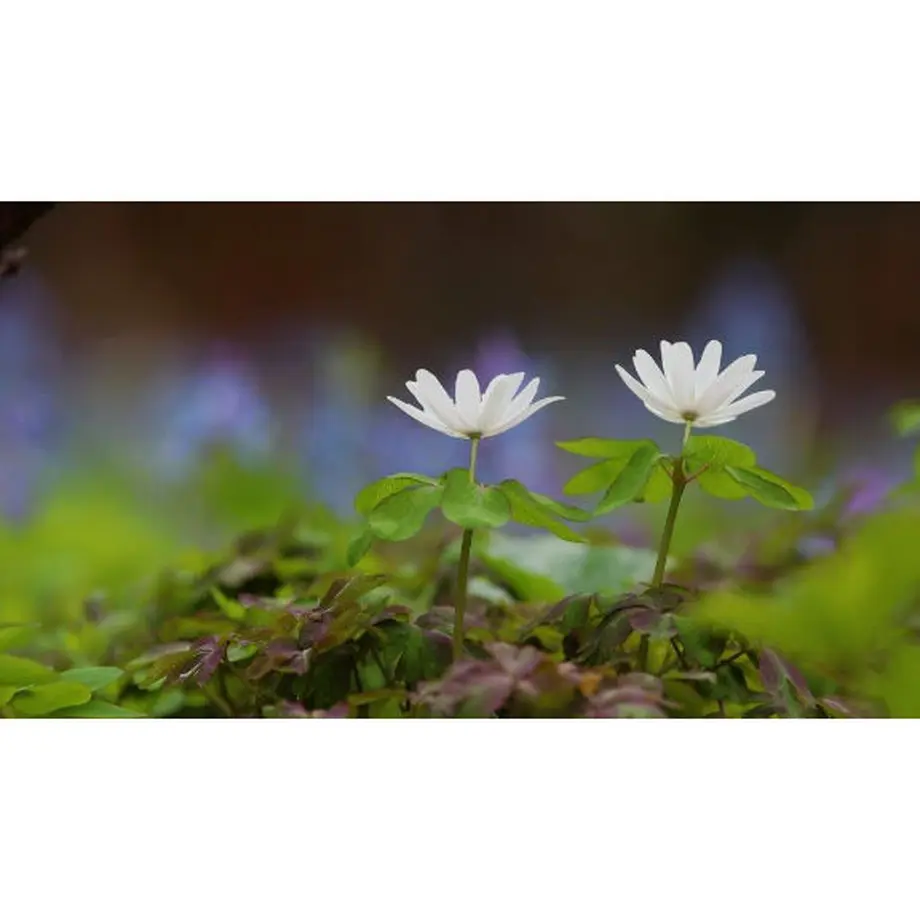 601e4c174f4430153fc03b76