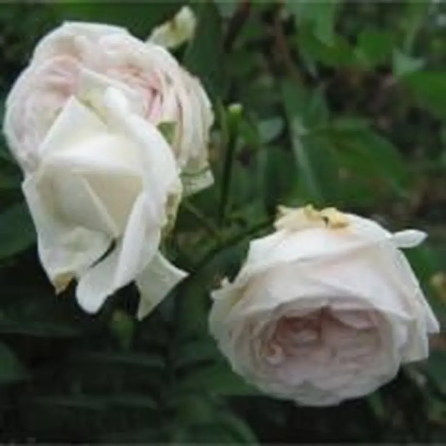 609f301a7c42ee6152efb852