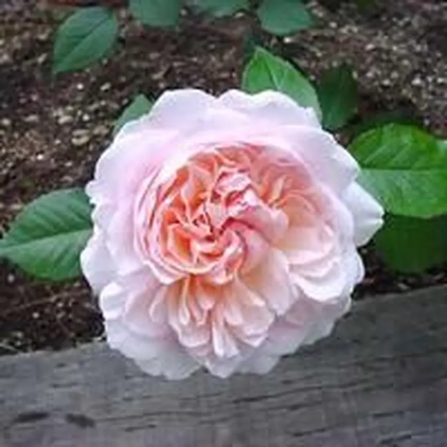 609f29320e24034c2f376e97