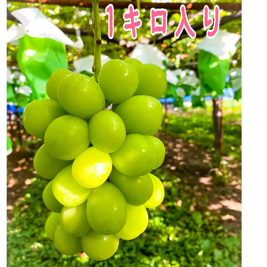 61319a3ca102752d1a56e516