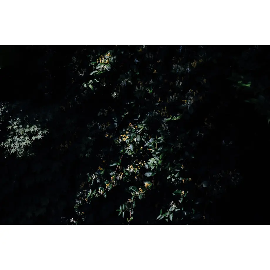 5f031f2fec8fd3735acf82f9