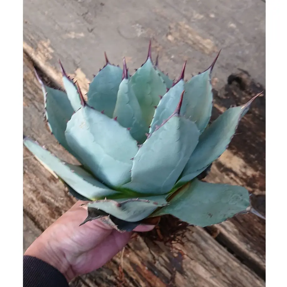 アガベ　レア　ドラゴントゥース　ドラド　中斑 アガベレアドラゴントゥースドラド中斑