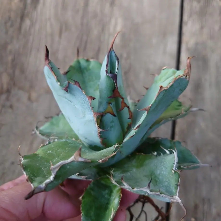 アガベ チタノタ ブラックアンドブルー Agave Titanota Black Blue 2