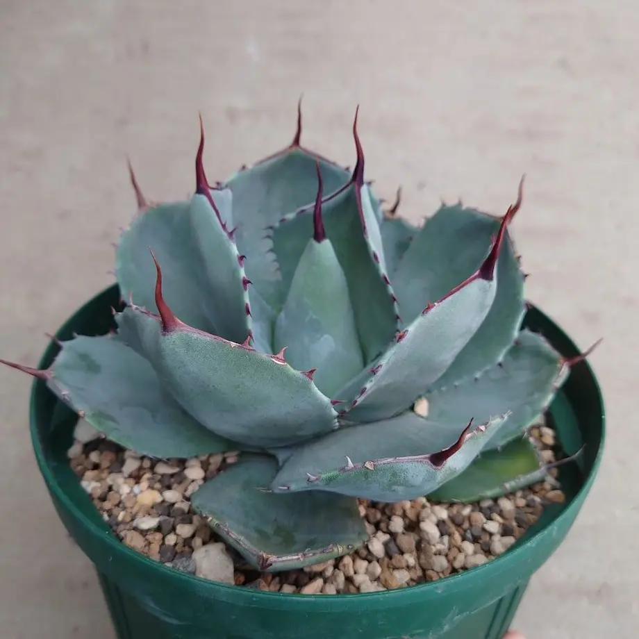 パリートランカータ　選抜株　US株　40cm パリートランカータ 選抜株 US株 40cm