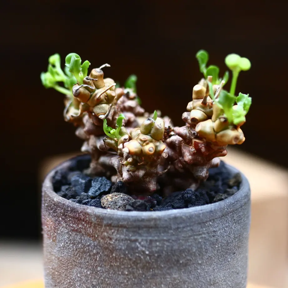 オトンナ ヘレー 現地球 発根済み