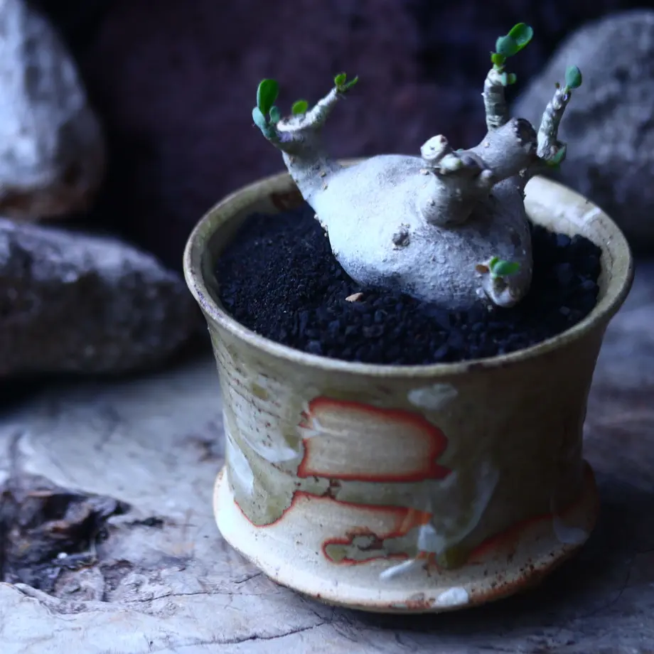 Andrew Gemrich 鉢 芽の巣山 humanity コーデックス