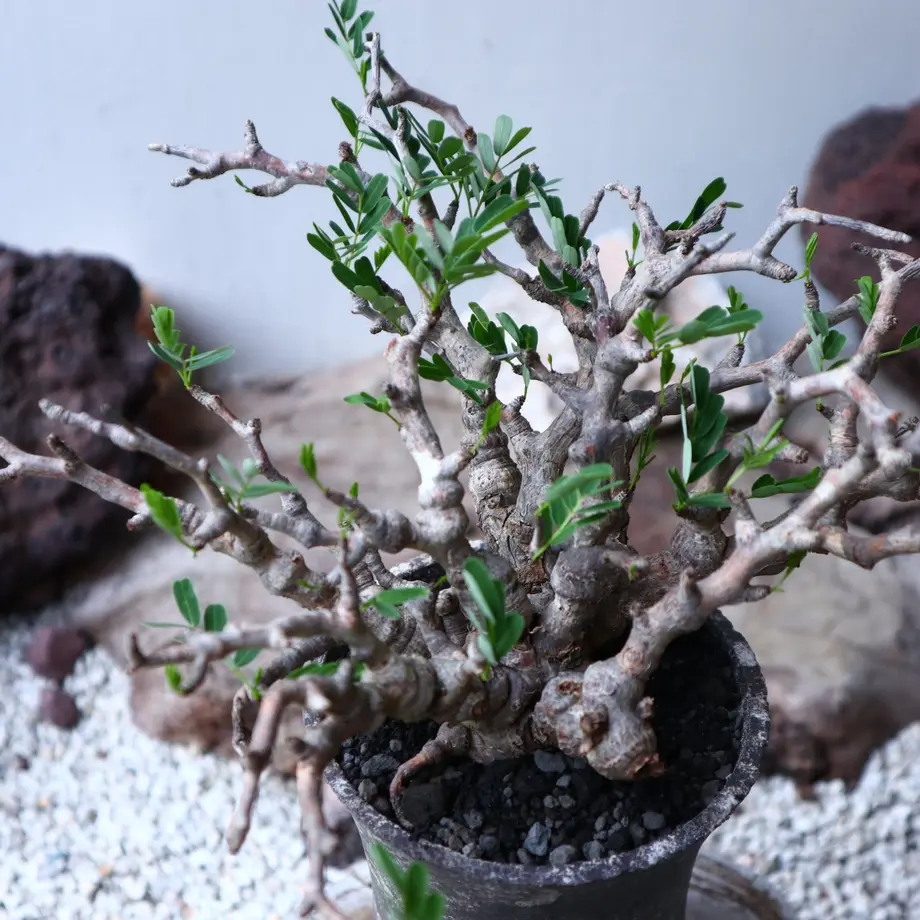 センナ メリディオナリス Senna Meridionalis No 芽の巣山 センナ メリディオナリス Senna Meridionalis No 芽の巣山