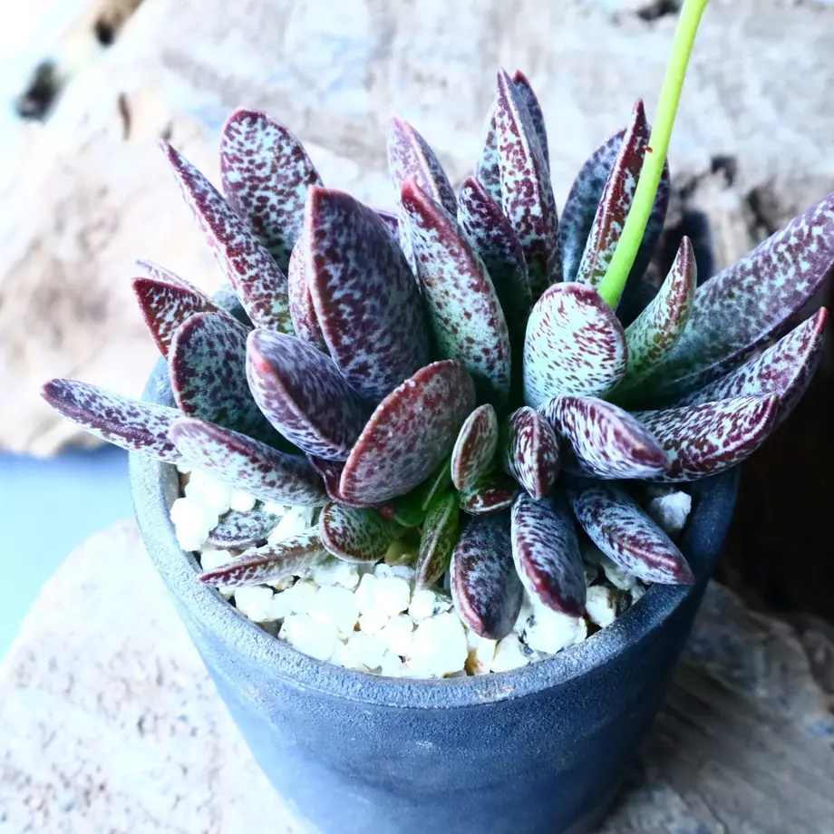 アドロミスクス トリギナス パープルスポット Adromischus Trigynus N