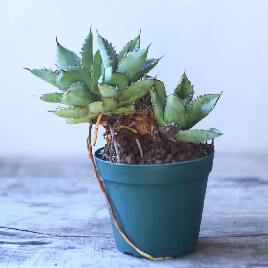 アガベ チタノタ フィリグリー Agave Titanota Filigree Creste