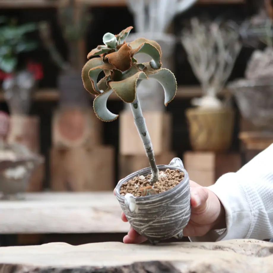 カランコエ ベハレンシス 仙女の舞 Kalanchoe Beharensis No 112